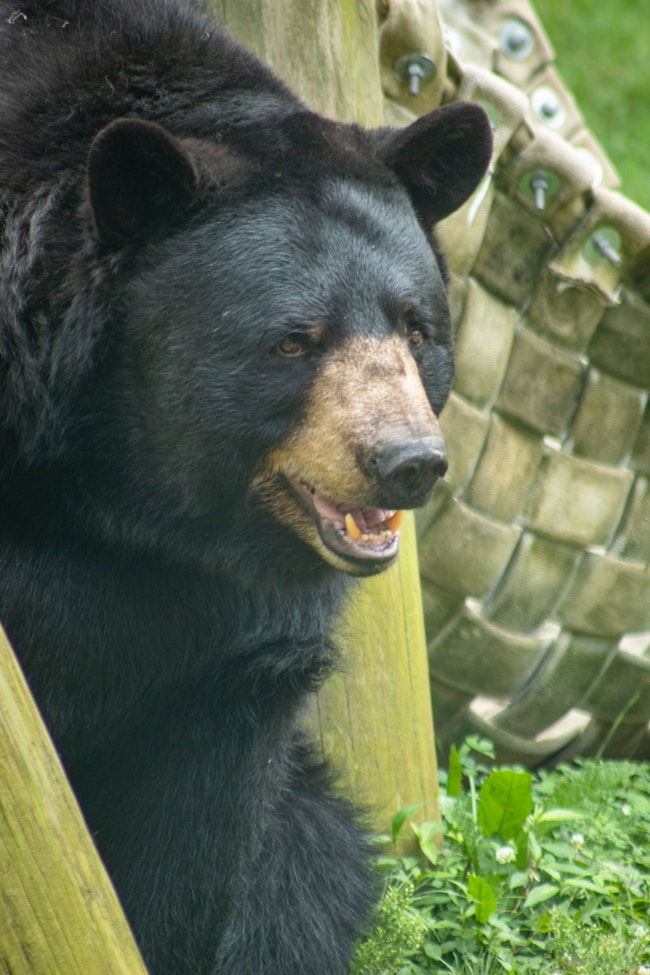 orso nero in posizione di attesa