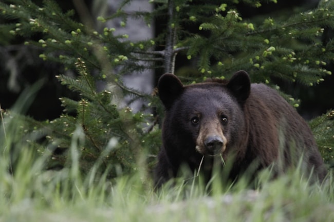 un orso con un ramo tra i denti